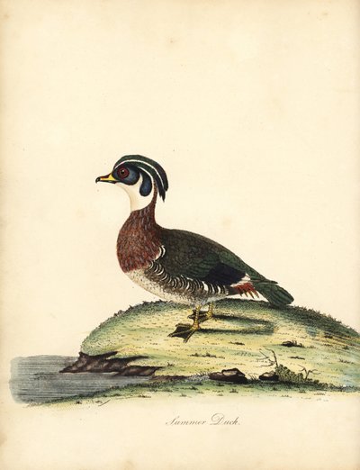 ウッドダック、エクススポンサ。 (夏のアヒル、Anas sponsa。) Osterly Park の Menagery からの Rare and Curious Birds の肖像 (ロンドン: Bulmer 作： William Hayes