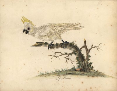 黄色い紋付きのオウム、Cacatua sulphurea 絶滅危惧種。 (レッサー ホワイト オウム) オスタリー公園の動物園の珍しい鳥と好奇心旺盛な鳥の肖像画のウィリアム ヘイズによる手彩色の銅版画の彫刻。 作： William Hayes