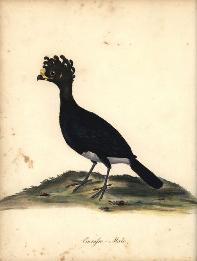 イエローノブキュラソー、Crax daubentoni、オス。 (Curasso, Crax globicera) 準絶滅危惧種。 Osterly Park の Menagery の William Hayes の Portraits of Rare and Curious Birds (ロンドン: 作： William Hayes