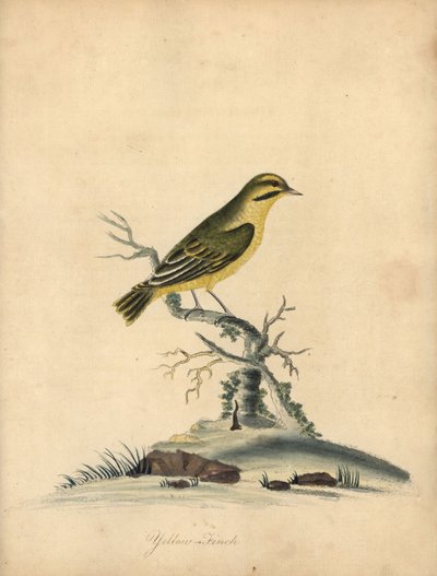 黄色いフィンチ、Fringilla butyracea。 絶滅？ オスタリー公園の動物園からの珍しい鳥と好奇心旺盛な鳥の肖像 (ロンドン: ブルマー 作： William Hayes