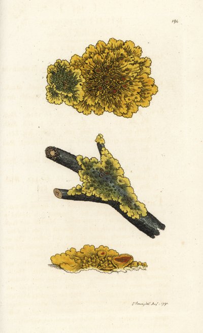 黄色い壁の地衣類、地衣類 parietinus。 James Smith