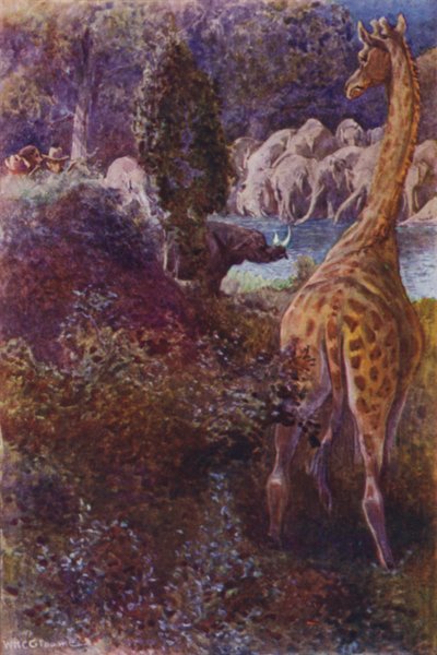 R・M・バランタイン著「The Gorilla Hunters」のイラスト（カラーリトグラフ）。 作： William Henry Charles Groome