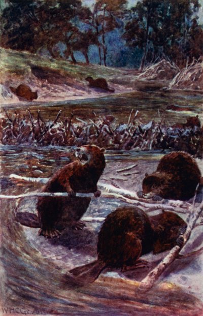 "They build a dam across the stream"(カラーリトグラフ) 作： William Henry Charles Groome