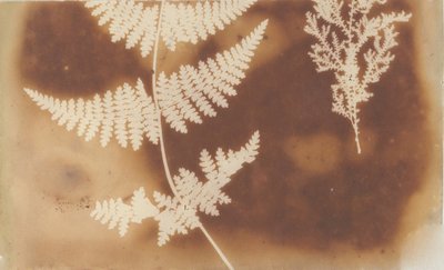1.フェルチェ 2.アルガ 1839年 作： William Henry Fox Talbot
