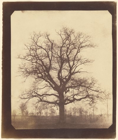[冬のオークの木］ 作： William Henry Fox Talbot