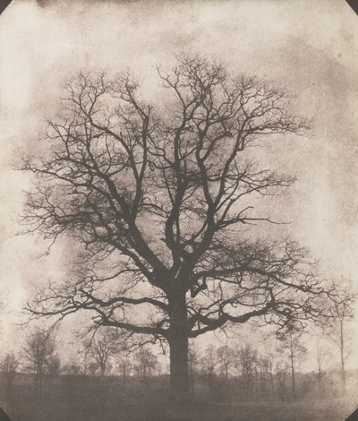 冬の樫の木、1892～93 年頃（カロタイプ ネガティブ） 作： William Henry Fox Talbot