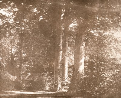 ブナの木、ラコック修道院、1844年頃（セピア写真） 作： William Henry Fox Talbot