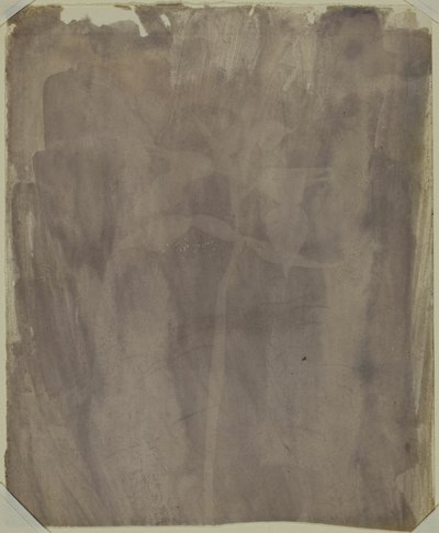 植物標本 作： William Henry Fox Talbot
