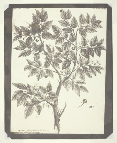 「Celtis」の植物彫刻のコピー 作： William Henry Fox Talbot