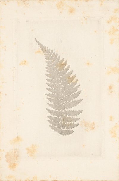 [ファー］ 作： William Henry Fox Talbot