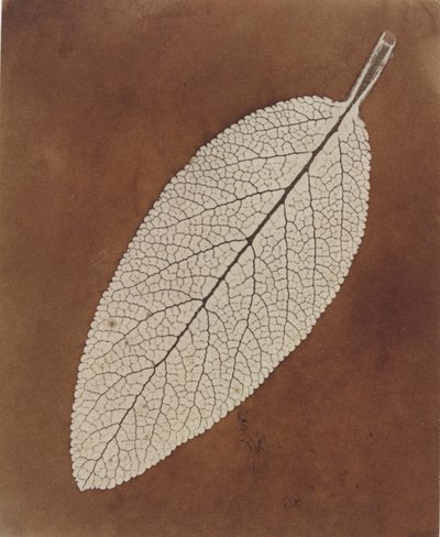 葉の研究 作： William Henry Fox Talbot