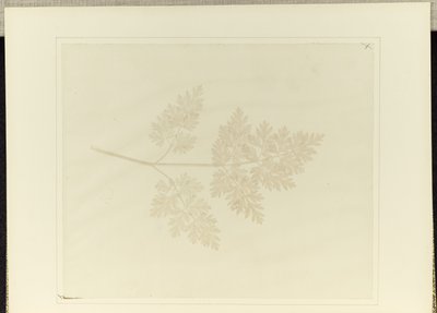 植物の葉 作： William Henry Fox Talbot