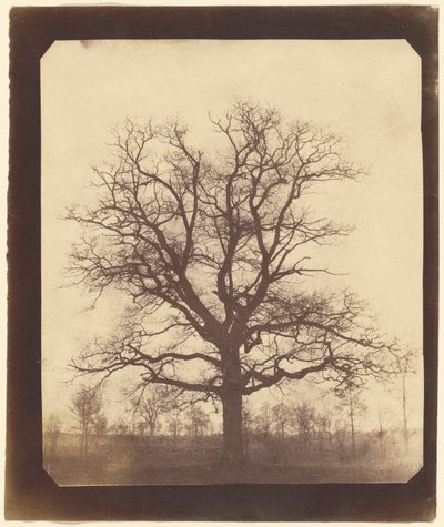 冬のオークツリー 作： William Henry Fox Talbot