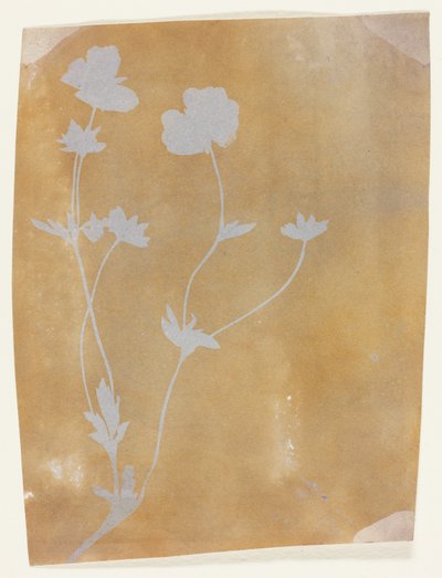 葉と花の茎 作： William Henry Fox Talbot