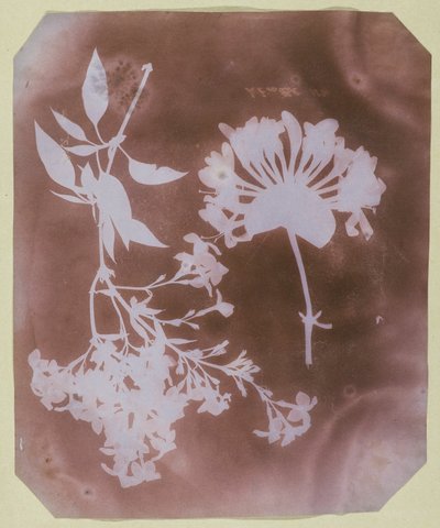 2 つの植物標本 作： William Henry Fox Talbot