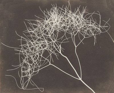 [ワイルドフェンネル】1841-42年。 作： William Henry Fox Talbot