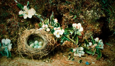 鳥の巣と犬のバラ（水彩・ボディカラー・紙） 作： William Henry Hunt