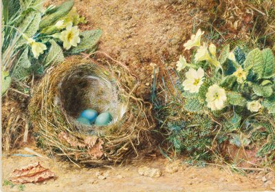 3つの青い卵とサクラソウの鳥の巣 作： William Henry Hunt