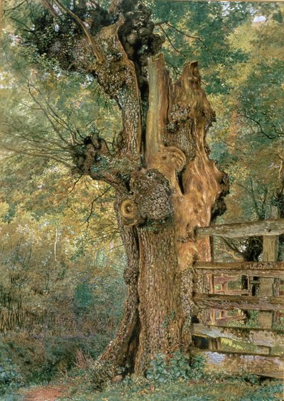 村ポンドの端にあるポラードエルム 作： William Henry Hunt