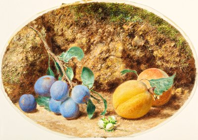 紫梅、アプリコット、木の実、1860年頃 作： William Henry Hunt