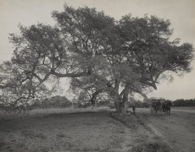  作： William Henry Jackson
