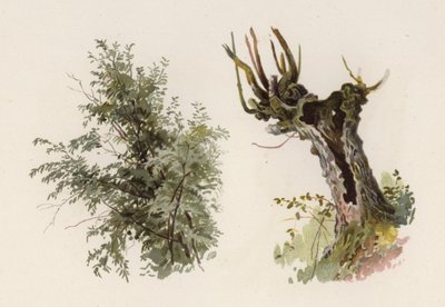 木。The Willow（カラーリトグラフ 作： William Henry James (after) Boot