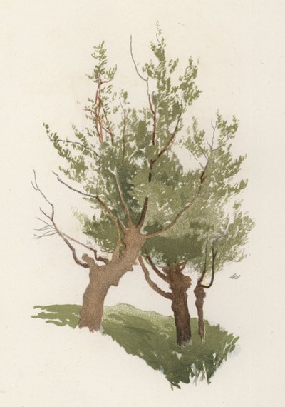 木。The Willow（カラーリトグラフ 作： William Henry James (after) Boot