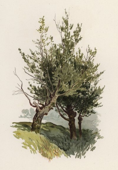 木。The Willow（カラーリトグラフ 作： William Henry James (after) Boot