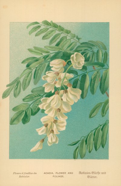 アカシア、花と葉 作： William Henry James Boot