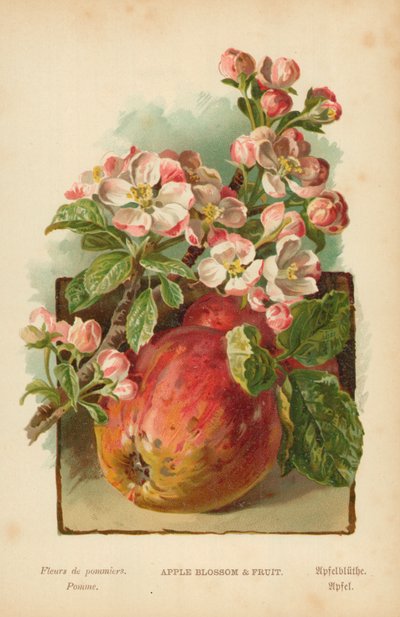 リンゴの花と果実 作： William Henry James Boot