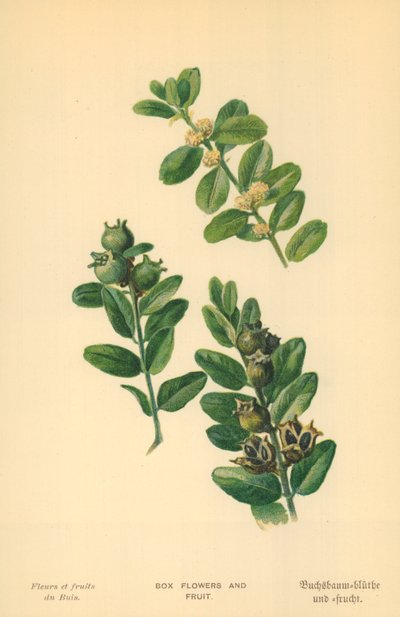 ボックスの花と果物 作： William Henry James Boot