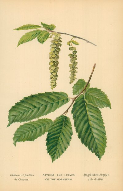 尾状花序の尾状花序と葉 作： William Henry James Boot