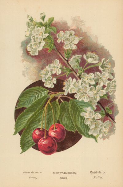 桜の花。フルーツ 作： William Henry James Boot