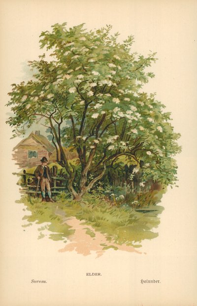 長老 作： William Henry James Boot