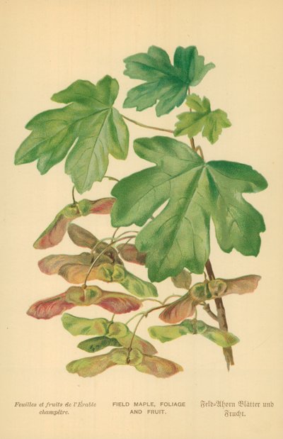 メープル、葉、果物 作： William Henry James Boot
