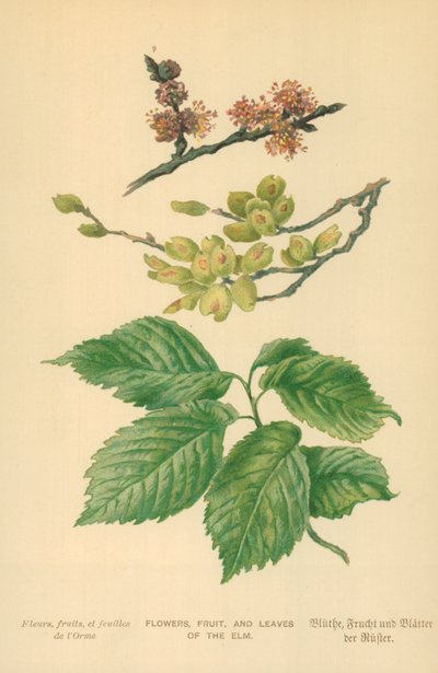 ニレの花、果物、葉 作： William Henry James Boot
