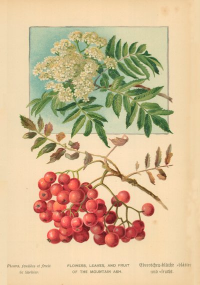 山の灰の花、葉、果実 作： William Henry James Boot