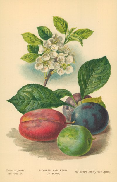 梅の花と実 作： William Henry James Boot