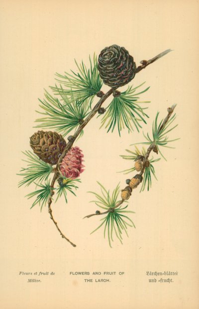 カラマツの花と果実 作： William Henry James Boot