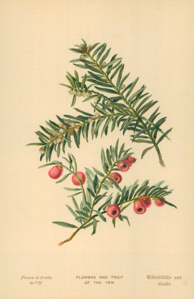イチイの花と果実 作： William Henry James Boot