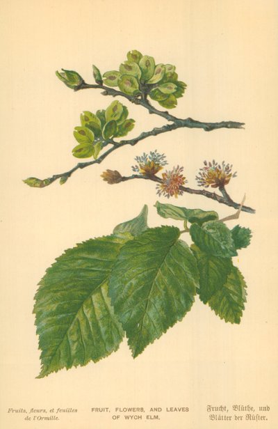 Wych Elmの果物、花、葉 作： William Henry James Boot
