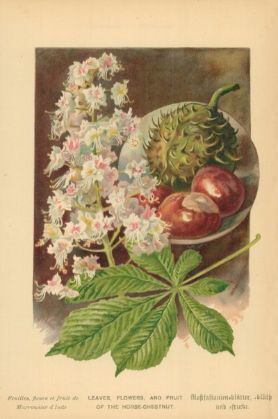 馬栗の葉、花、果実 作： William Henry James Boot
