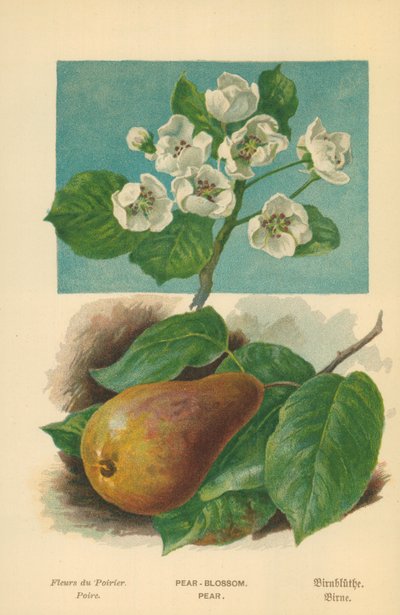 梨の花。梨 作： William Henry James Boot