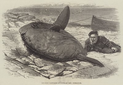 ジブラルタルのカタロニア湾で捕獲されたサンフィッシュ 作： William Henry Pike