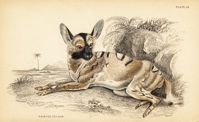 アフリカン・ワイルド・ドッグ（Lycaon pictus）、絶滅危惧種 作： William Home Lizars