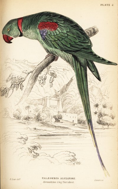 Alexandrine parakeet or Alexandrine parrot, Psittacula eupatria 作： William Home Lizars