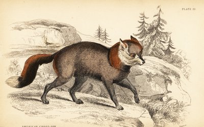 アメリカン・クロスフォックス（Vulpes vulpes 作： William Home Lizars