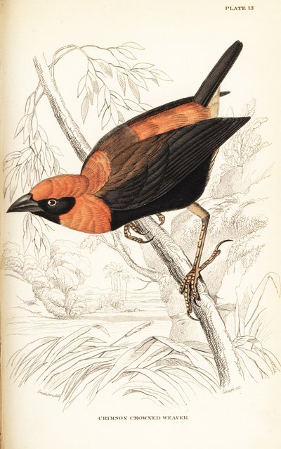 クロガネモチ、Euplectes hordeaceus (Crimson-crowned weaver, Euplectes flammiceps) 作： William Home Lizars