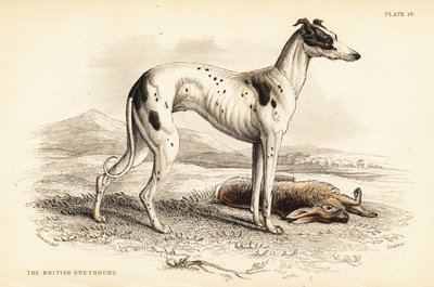 ブリティッシュ・グレイハウンド（Canis lupus familiaris（Canis leporarius）) 作： William Home Lizars