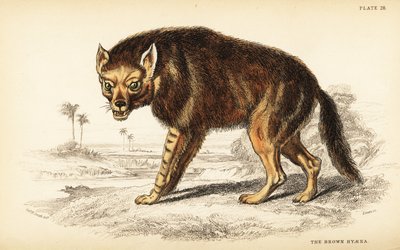 ブラウンハイエナまたはストランドウルフ、Hyaena brunnea (Hyaena fusca) 作： William Home Lizars